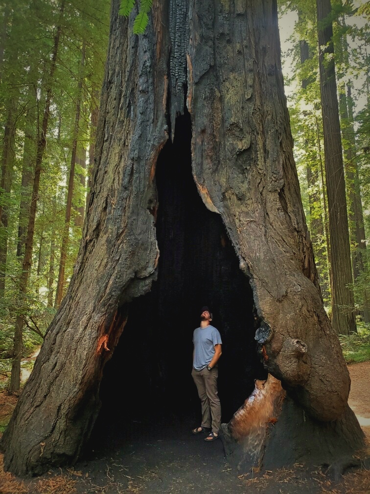 Hambik King of Tours REDWOOD FOREST